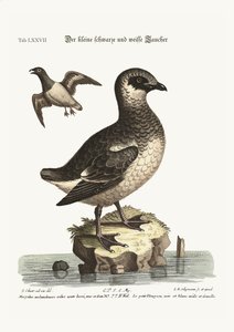 小さな黒と白のダイバー、1749-73